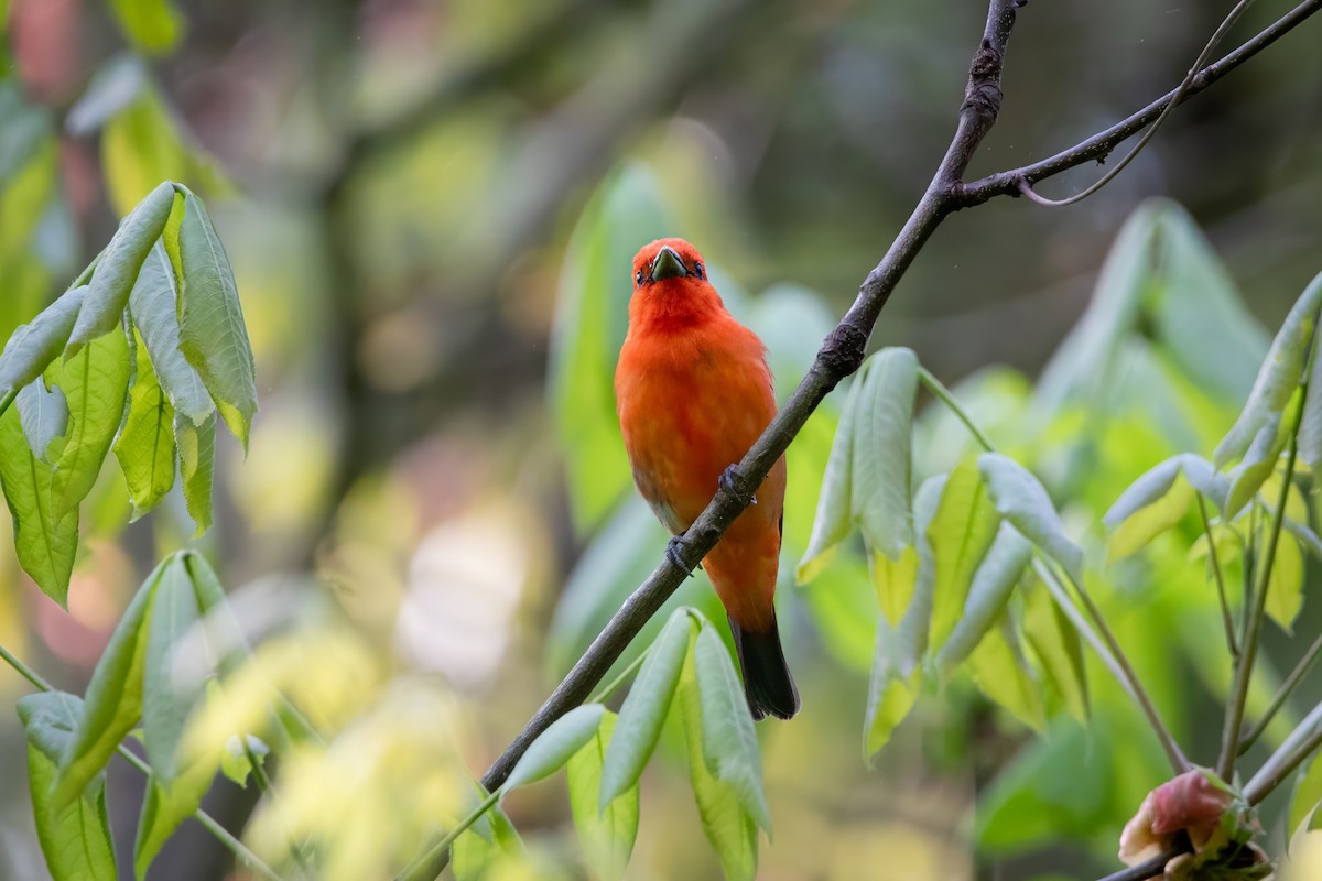 Scarlet Tanager - ML637129876
