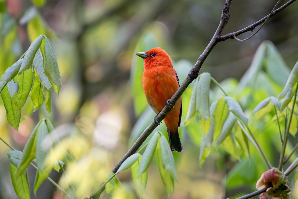 Scarlet Tanager - ML637129877