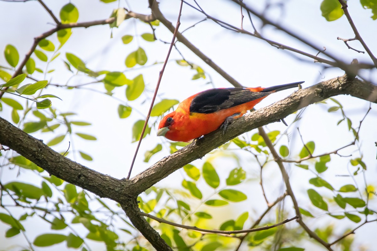 Scarlet Tanager - ML637129883