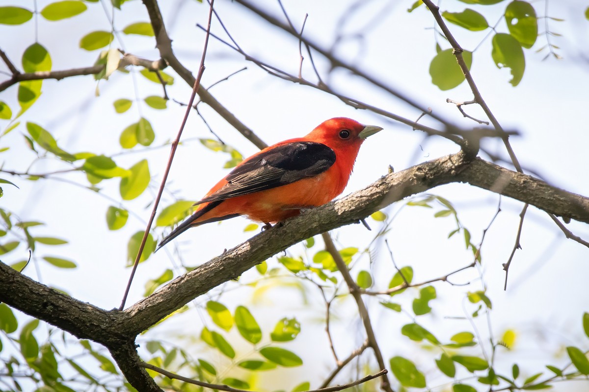 Scarlet Tanager - ML637129884