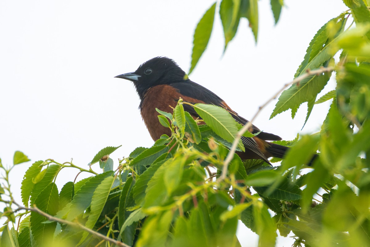 Orchard Oriole - ML637129885