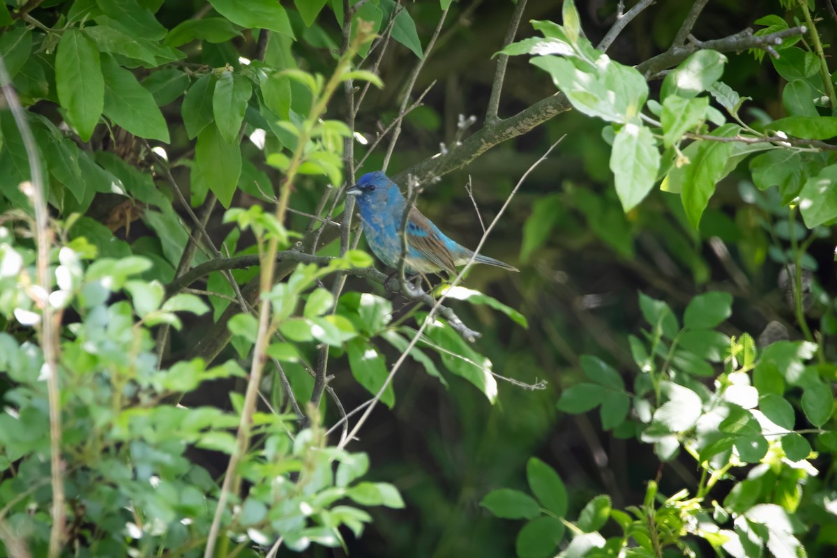 Indigo Bunting - ML637129894