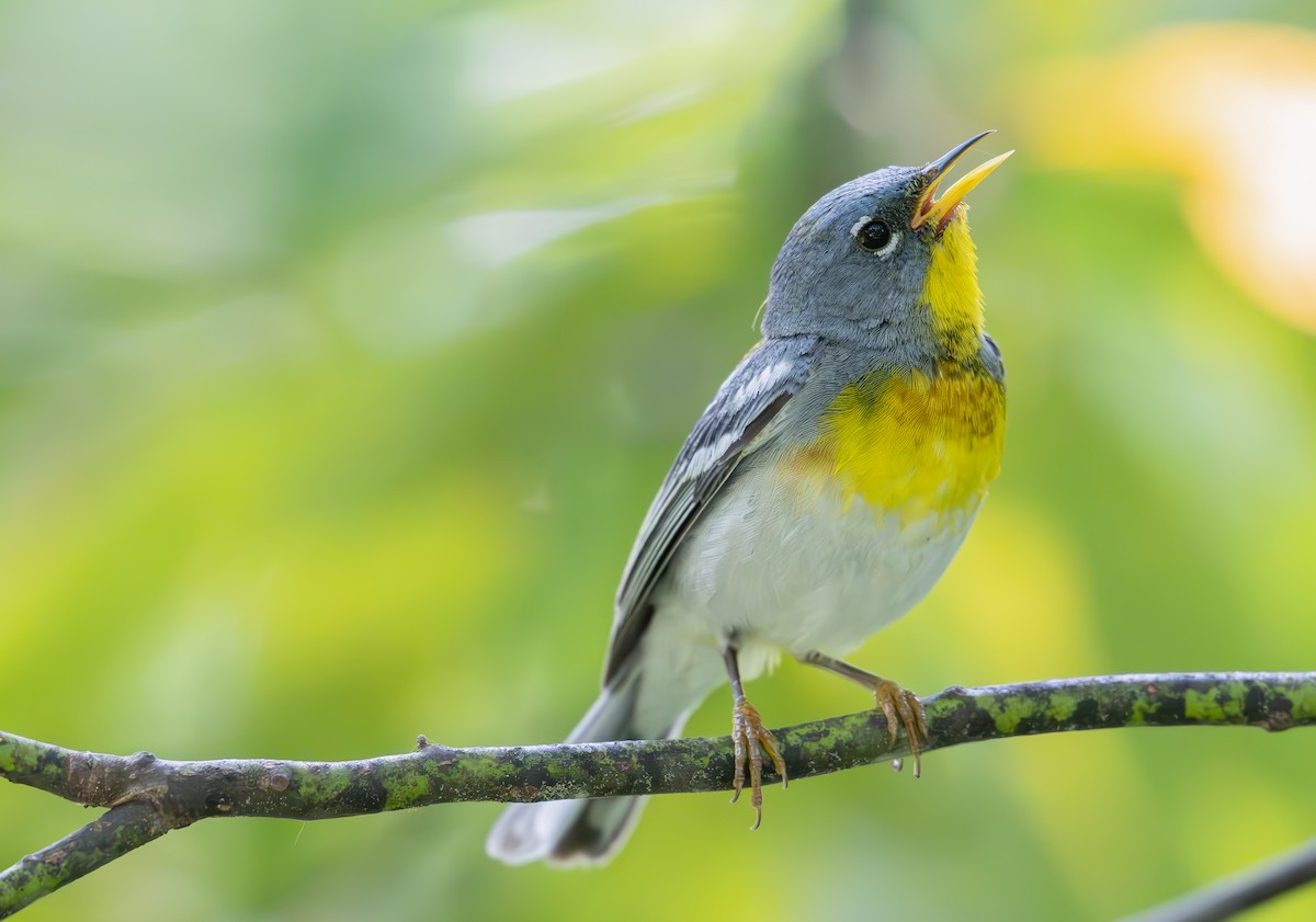 Northern Parula - ML637129908