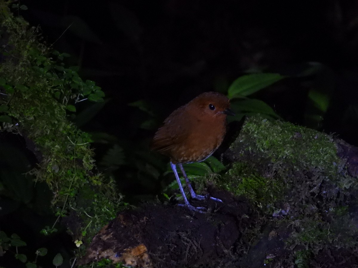 Chestnut Antpitta - ML637129938