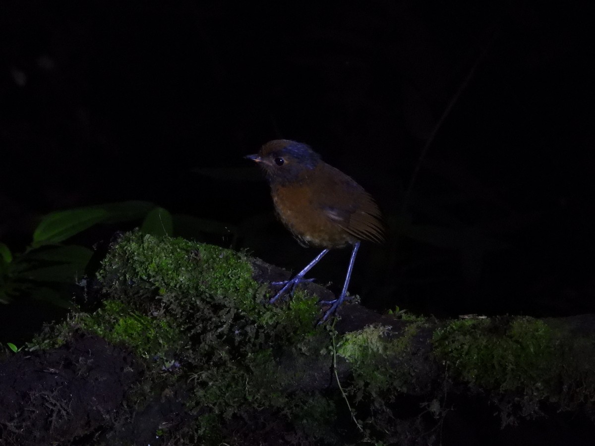 Chestnut Antpitta - ML637129939