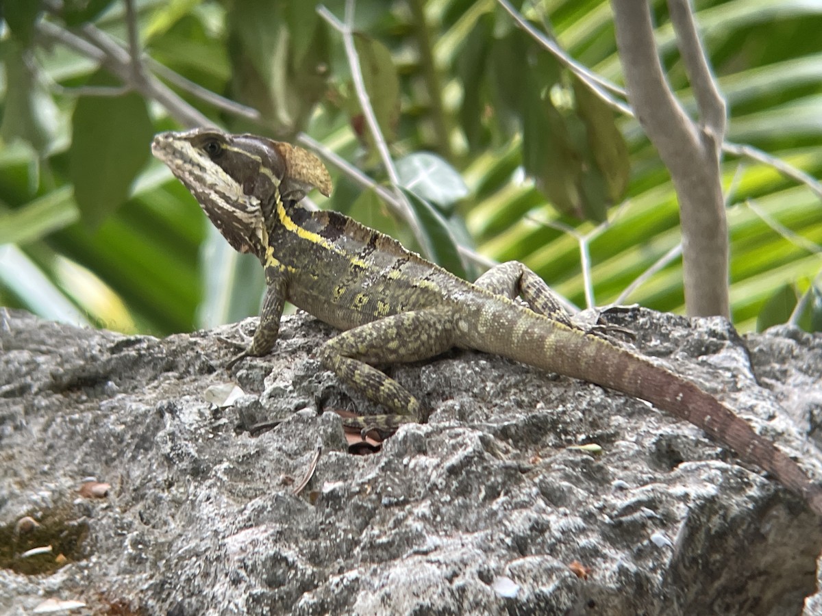 Brown Basilisk - ML637129975