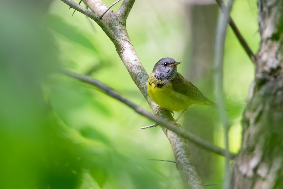 Mourning Warbler - ML637129978