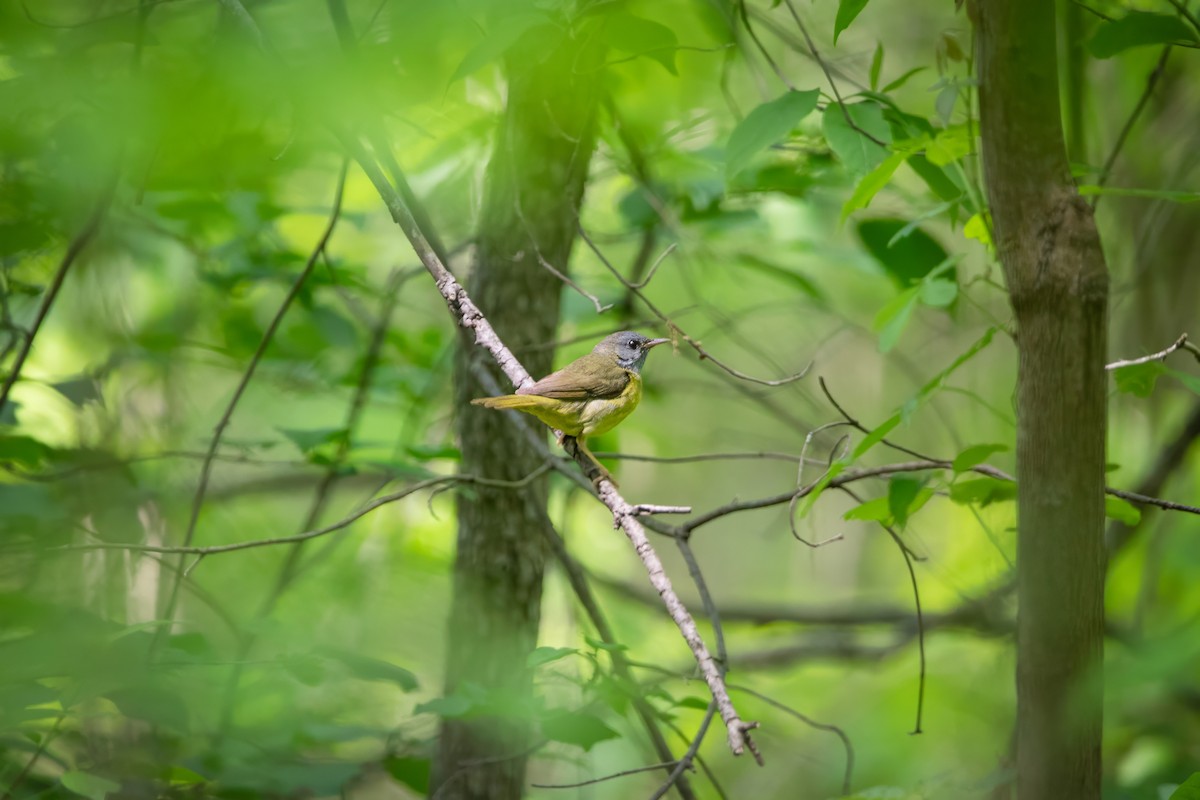 Mourning Warbler - ML637129979