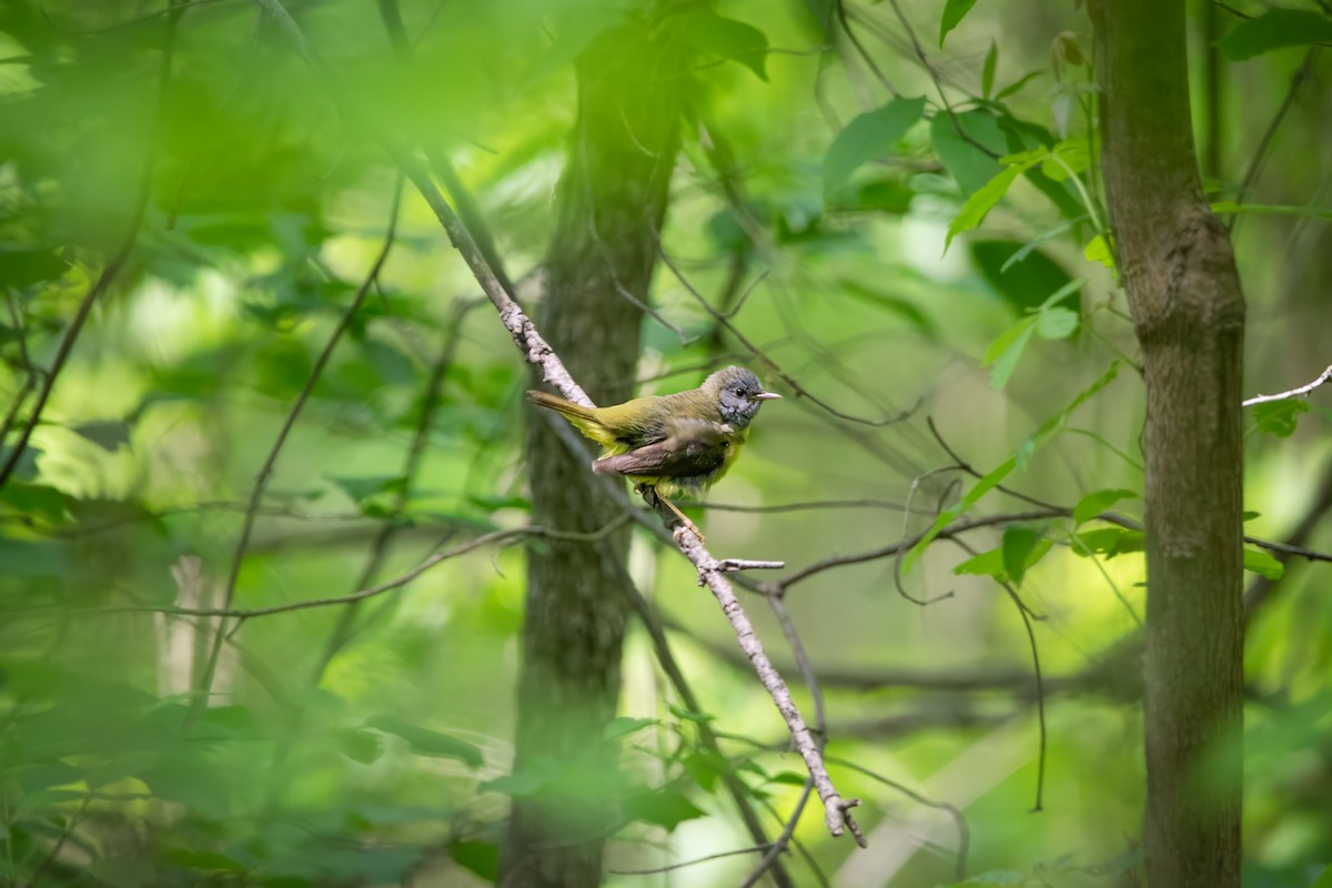 Mourning Warbler - ML637129980