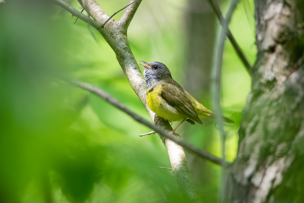 Mourning Warbler - ML637129981