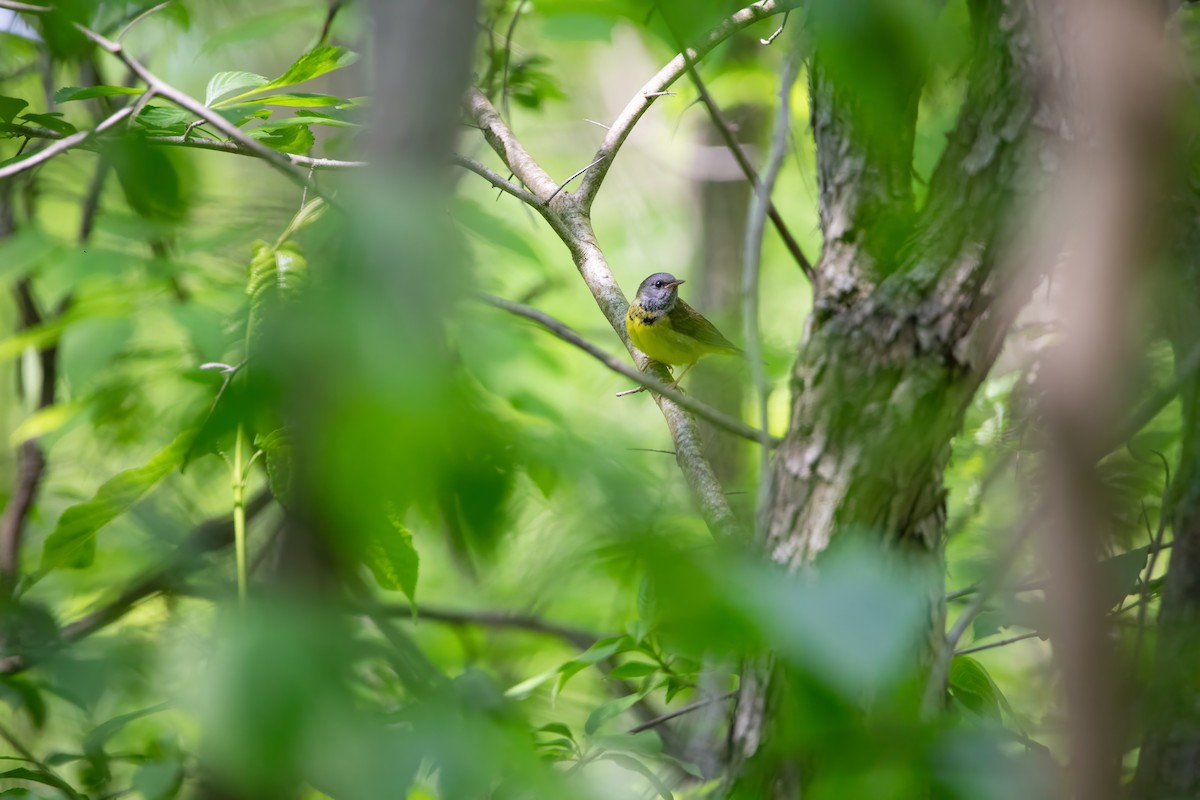 Mourning Warbler - ML637129983