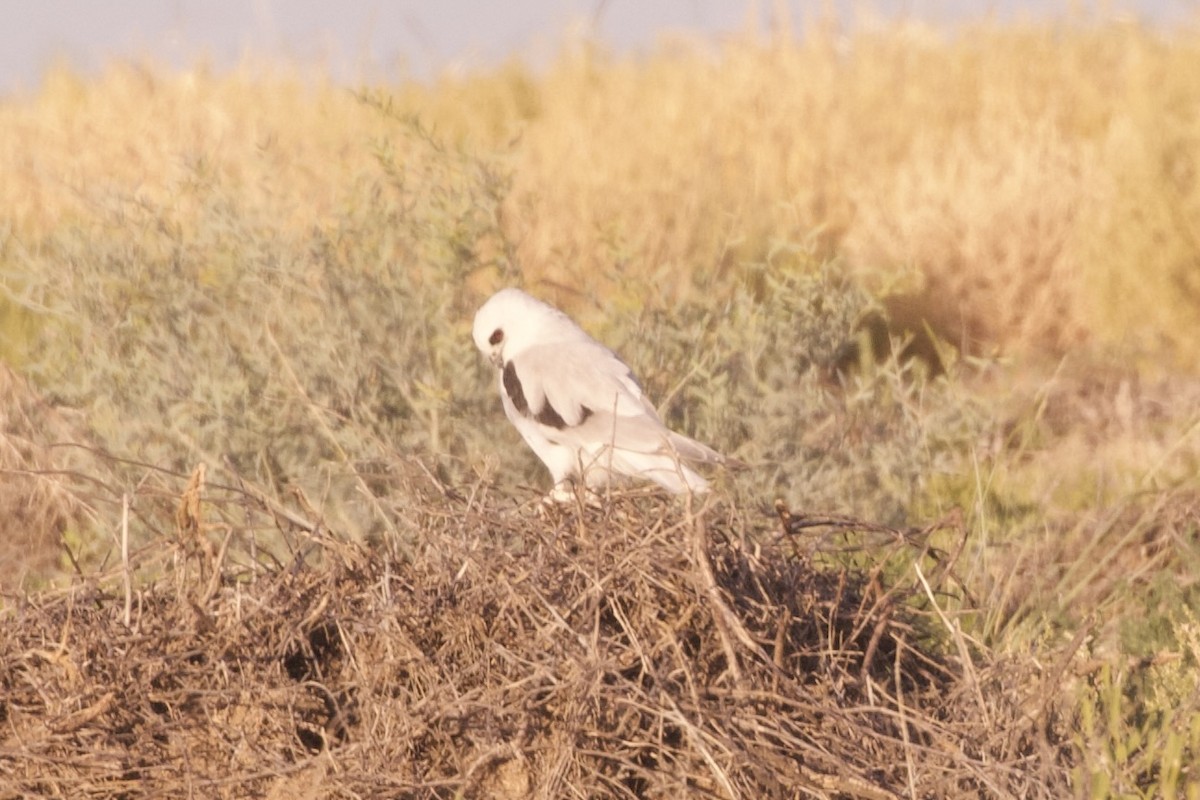 Letter-winged Kite - ML637129995