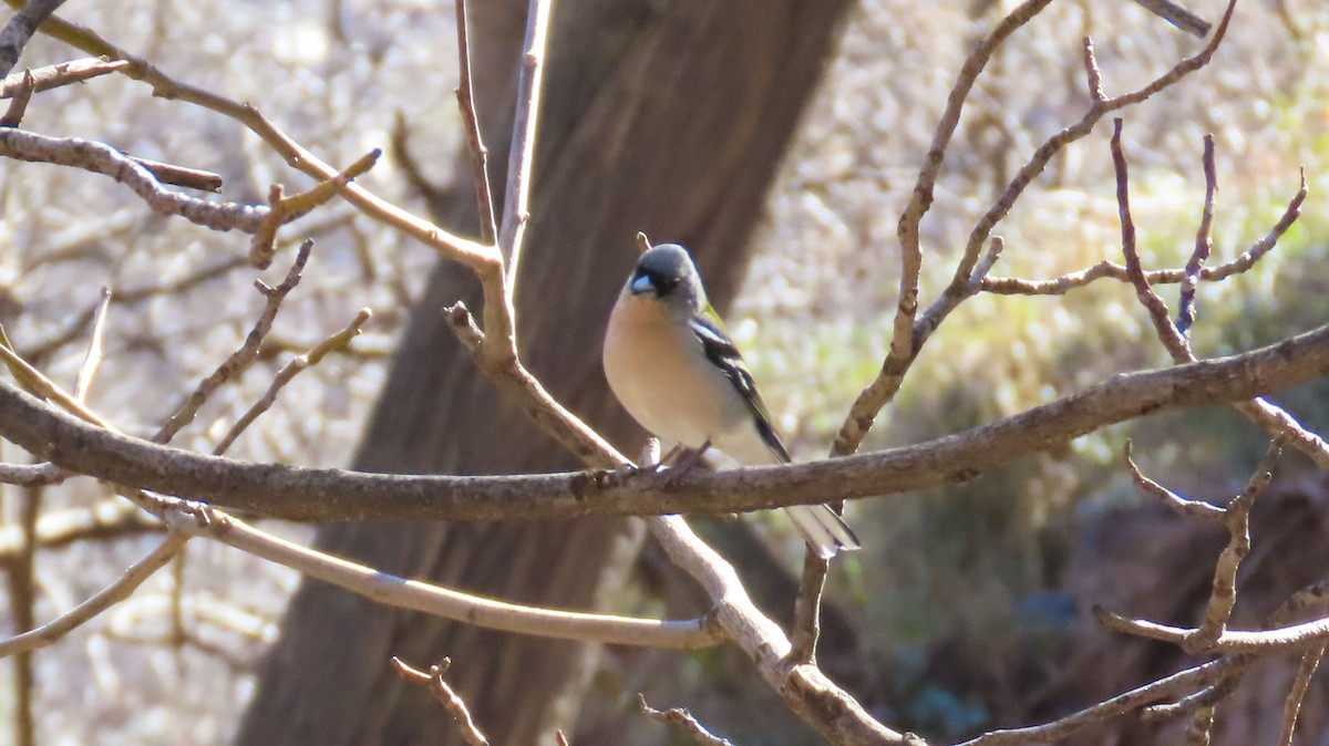 African Chaffinch - ML637130009
