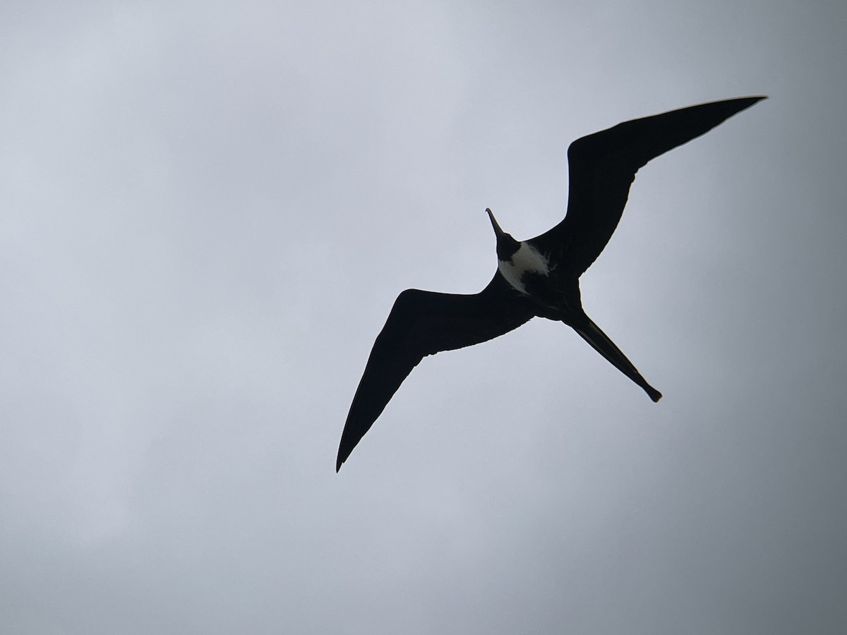 Magnificent Frigatebird - ML637130069