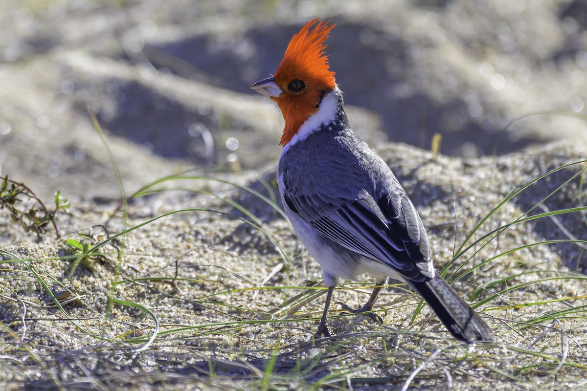 Red-crested Cardinal - ML637130083