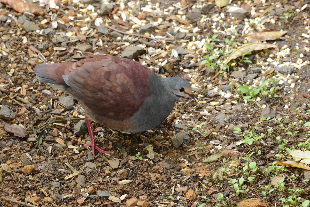 Buff-fronted Quail-Dove - ML637130089