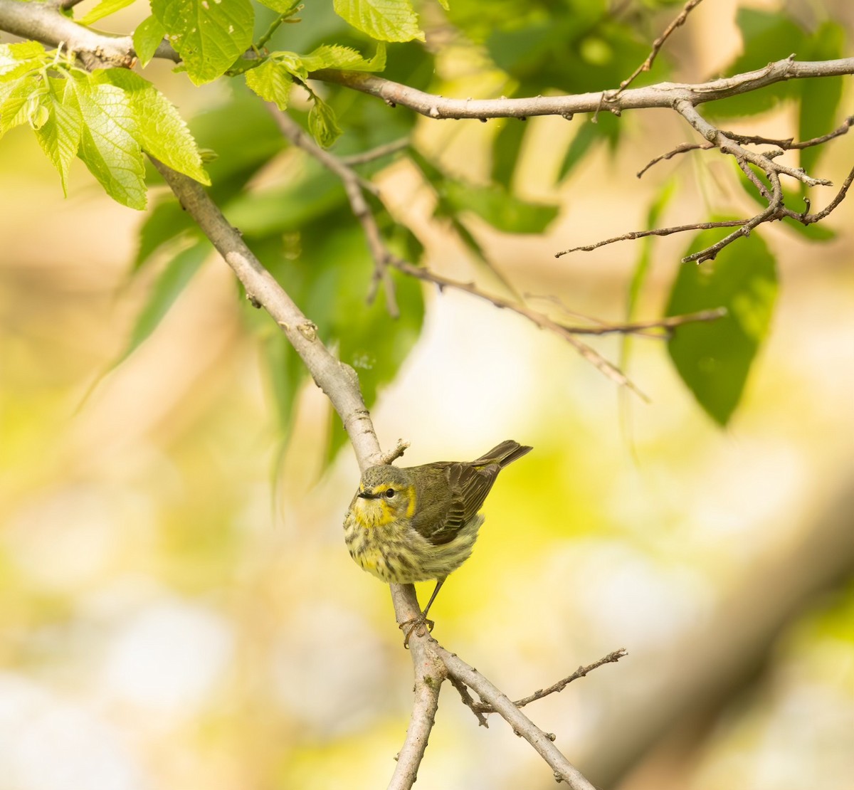 Cape May Warbler - ML637130097