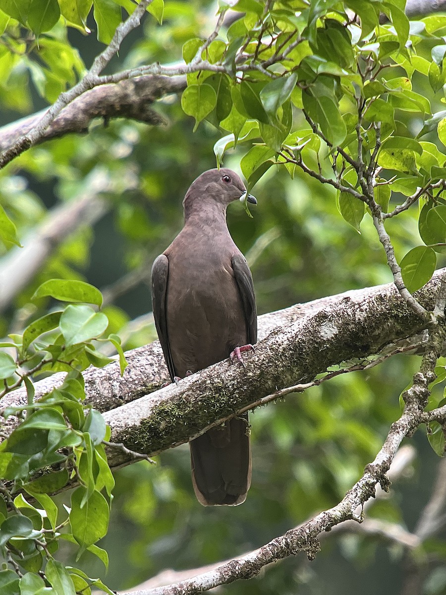 Short-billed Pigeon - ML637130135