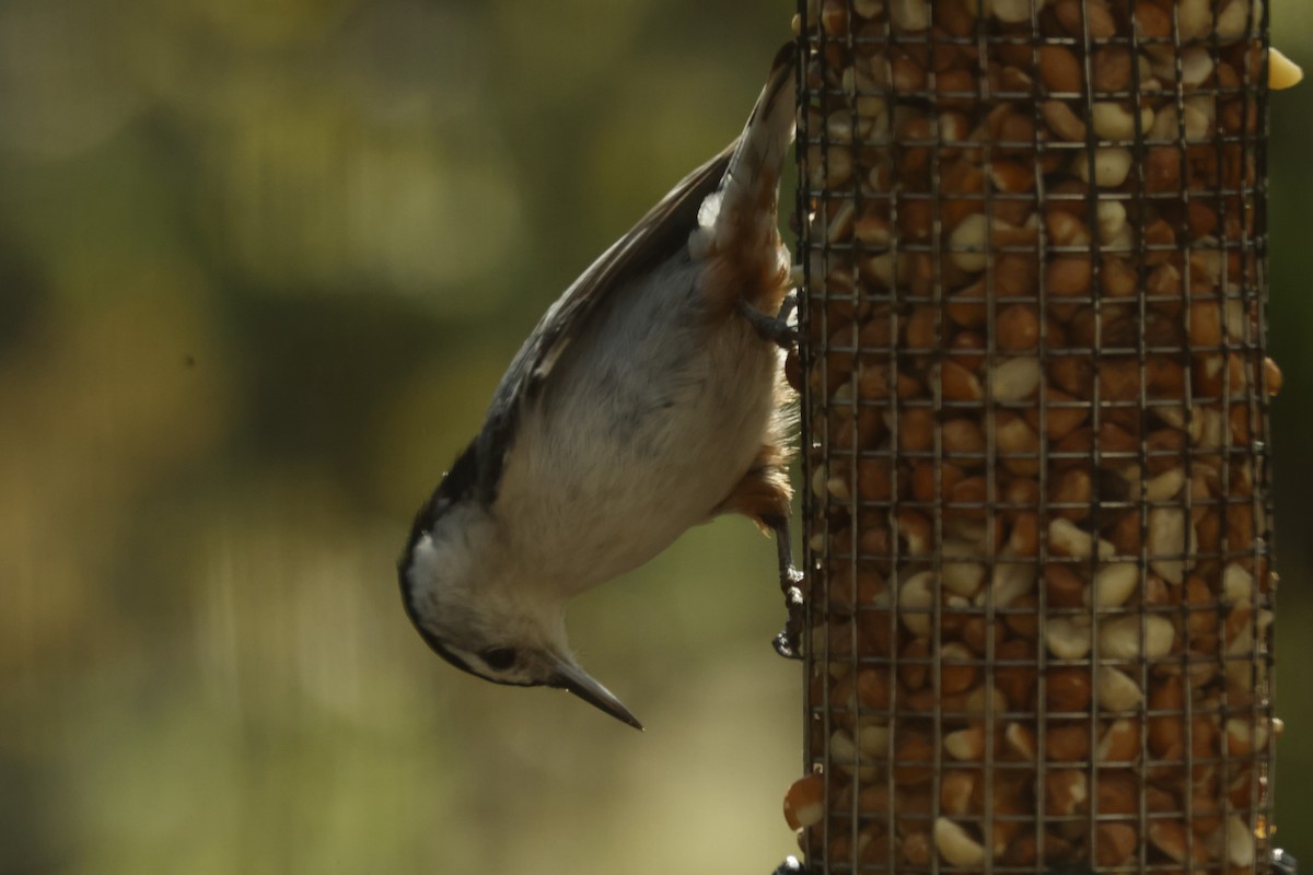 White-breasted Nuthatch - ML637130147