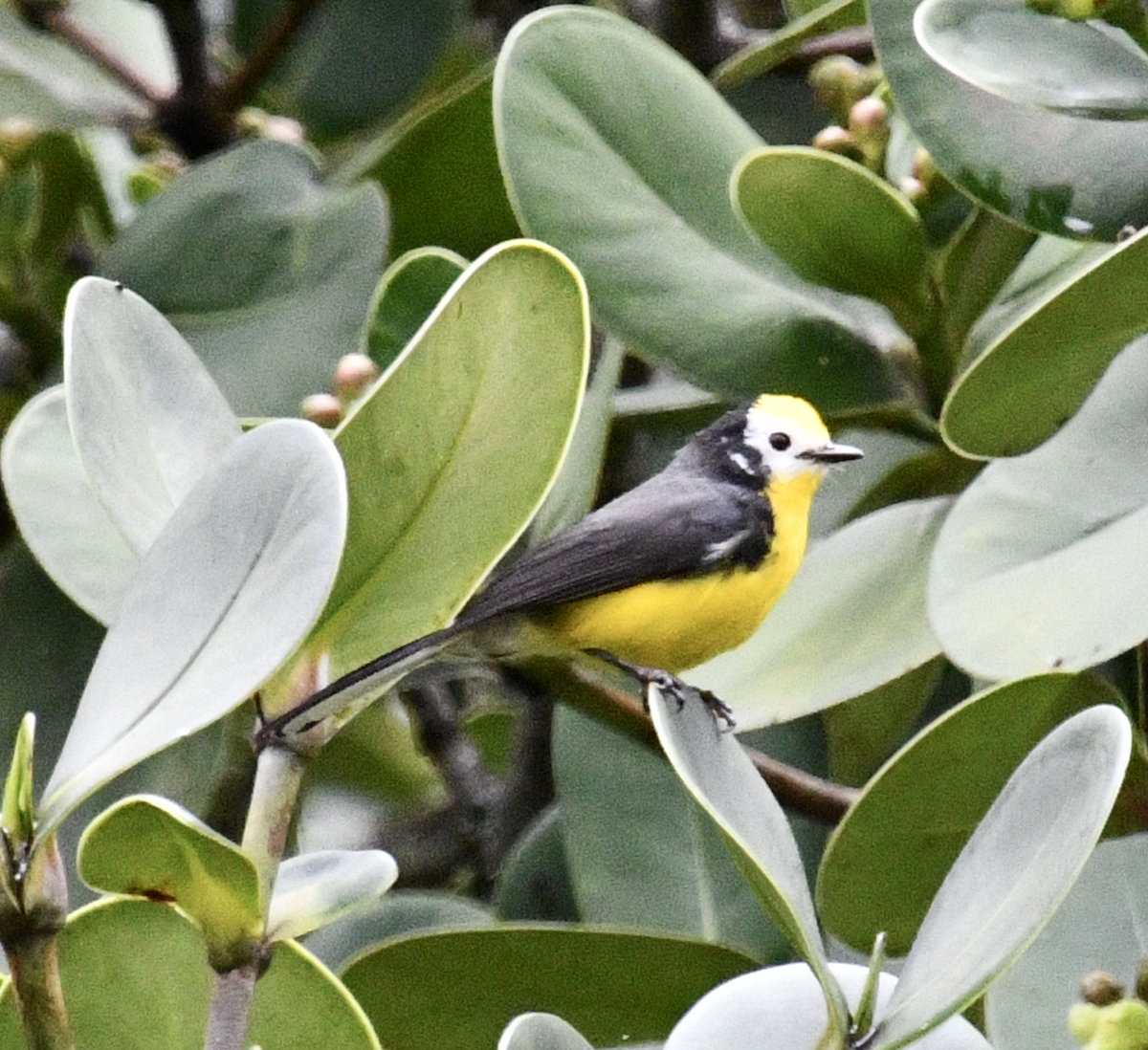 Golden-fronted Redstart - ML637130150