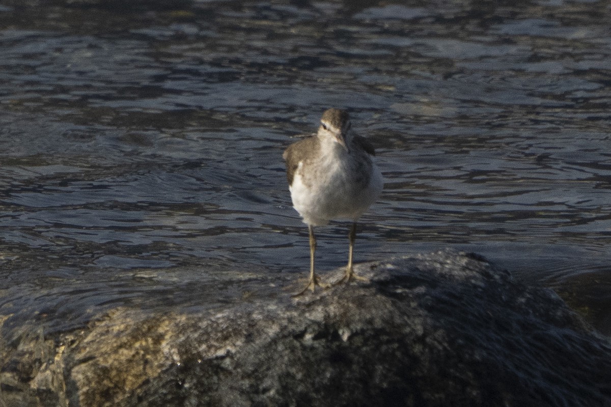Common Sandpiper - ML637130161