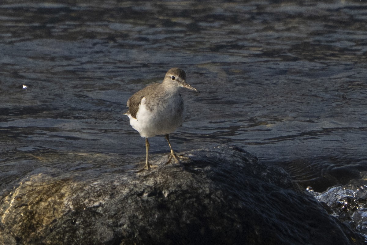 Common Sandpiper - ML637130162