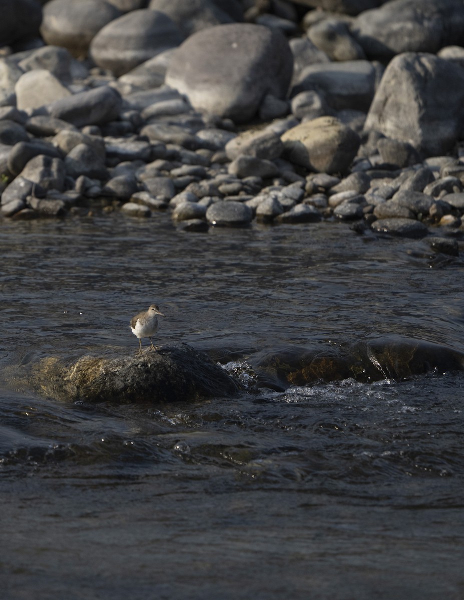 Common Sandpiper - ML637130163
