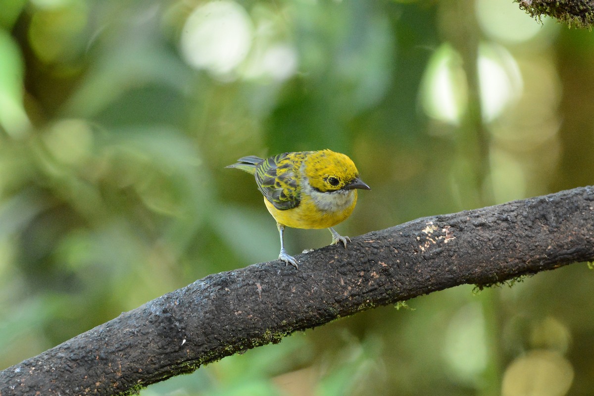 Silver-throated Tanager - ML637130166