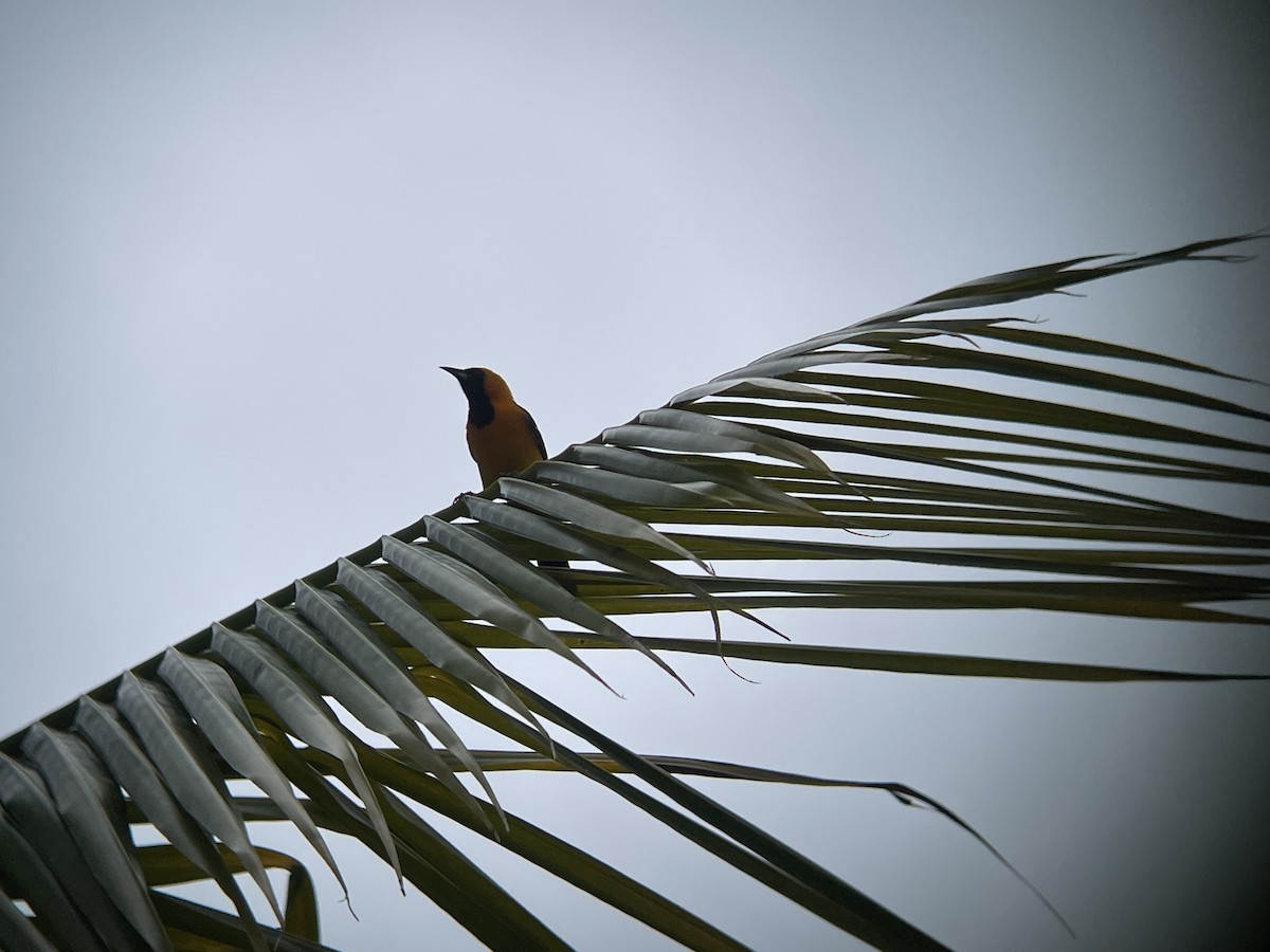 Hooded Oriole - ML637130187