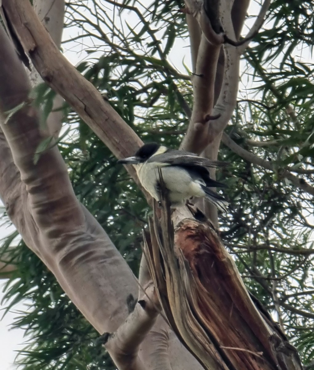 Gray Butcherbird - ML637130304