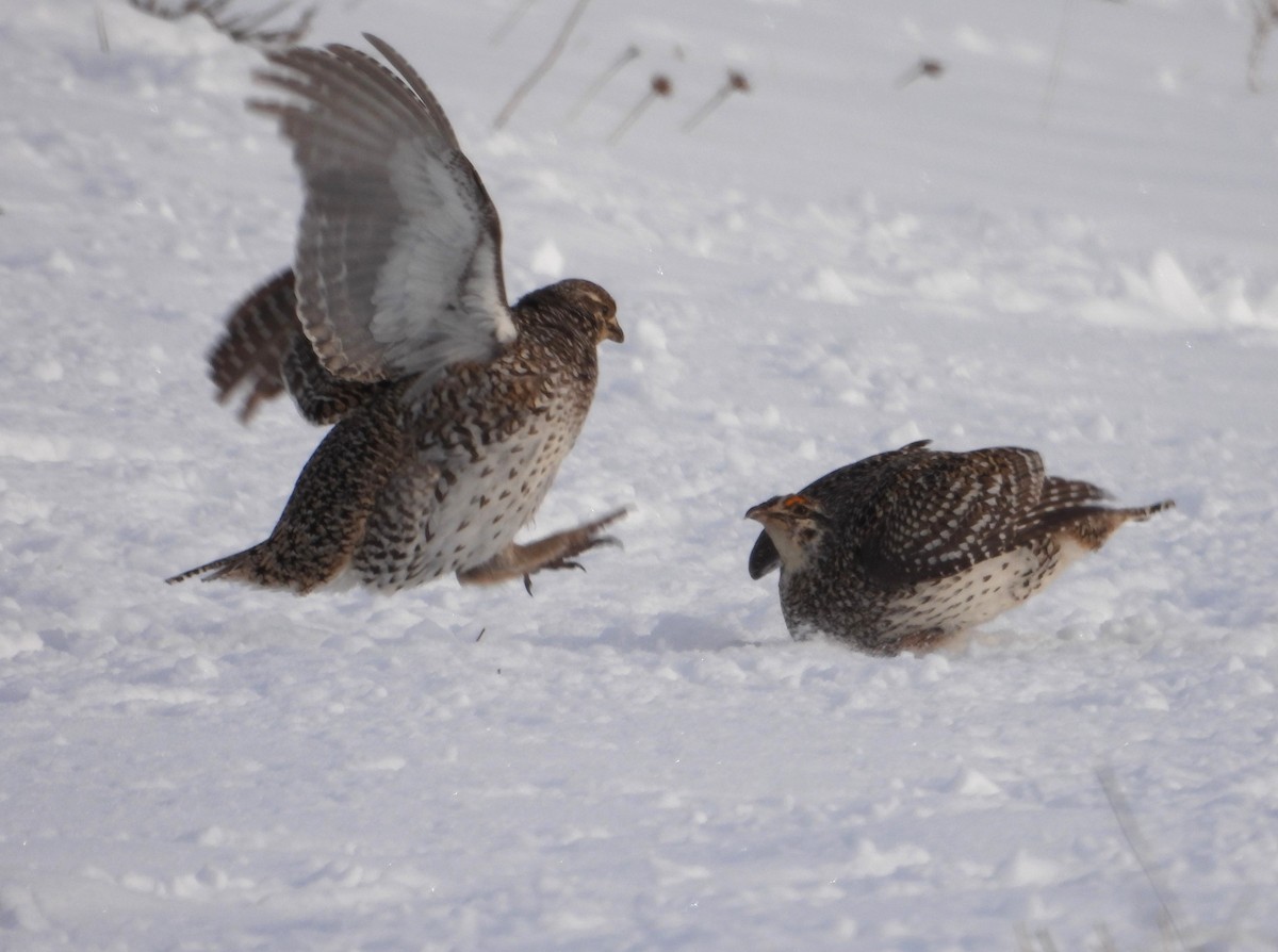 Sharp-tailed Grouse - ML637130361
