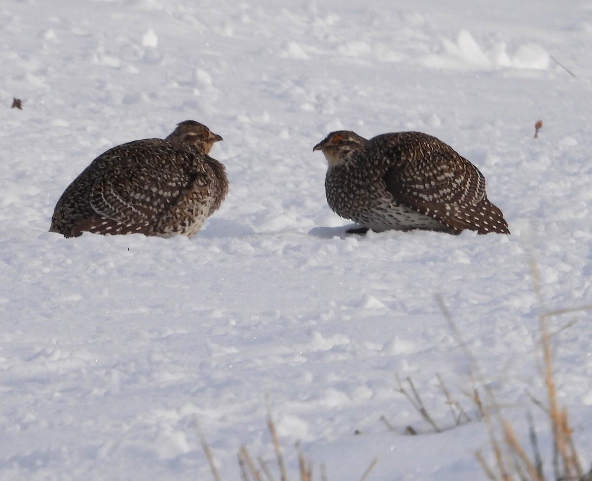 Sharp-tailed Grouse - ML637130373