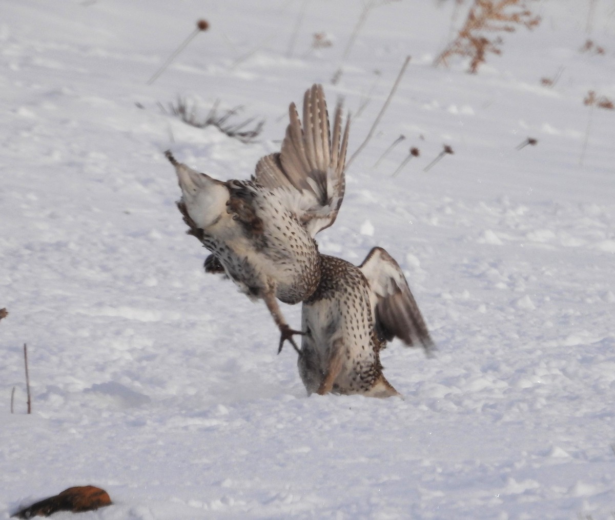 Sharp-tailed Grouse - ML637130382