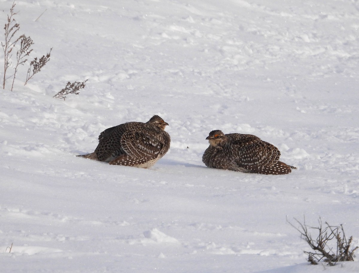 Sharp-tailed Grouse - ML637130408