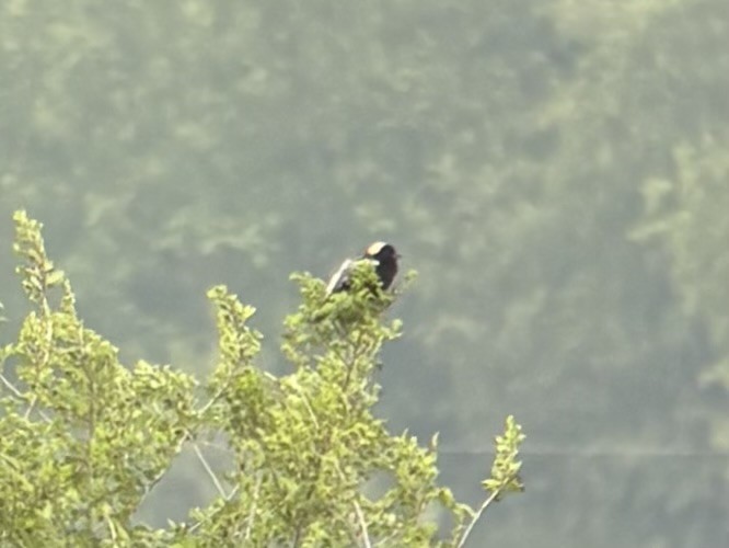 Bobolink - ML637130409