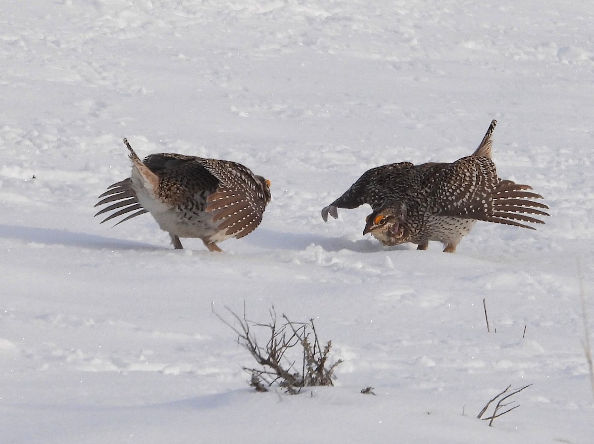 Sharp-tailed Grouse - ML637130430