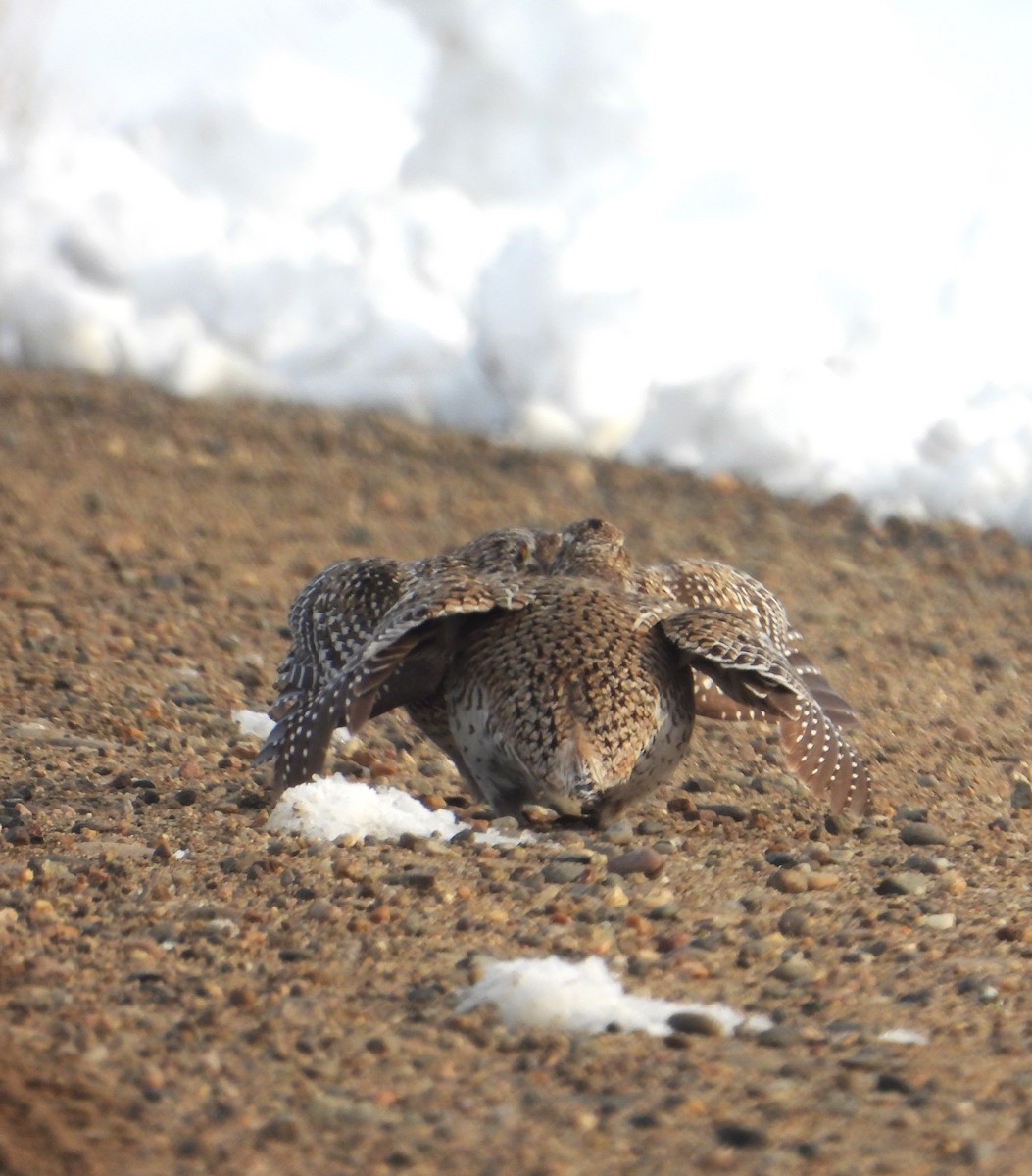 Sharp-tailed Grouse - ML637130451
