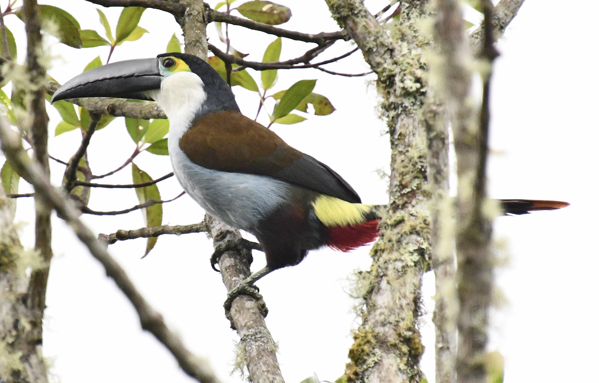 Black-billed Mountain-Toucan - ML637130527