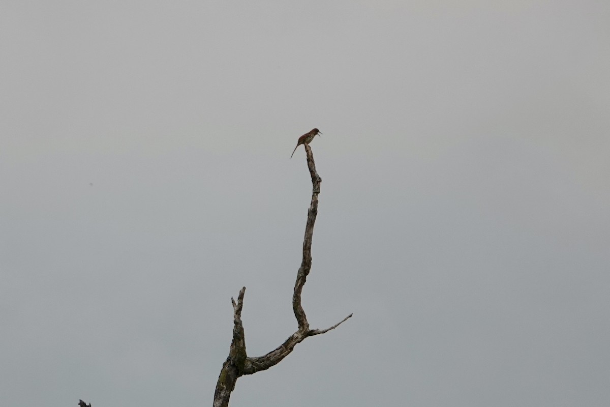 Brown Thrasher - ML637130558