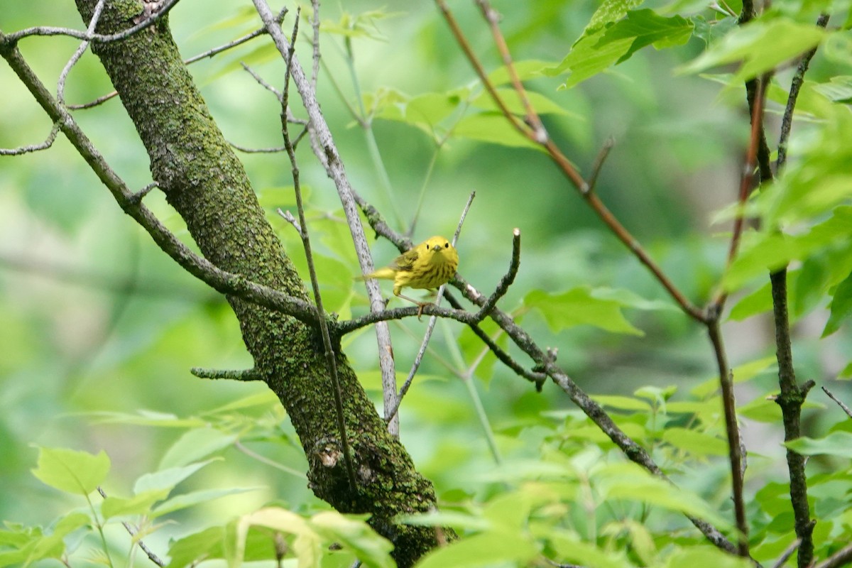 Yellow Warbler (Northern) - ML637130564