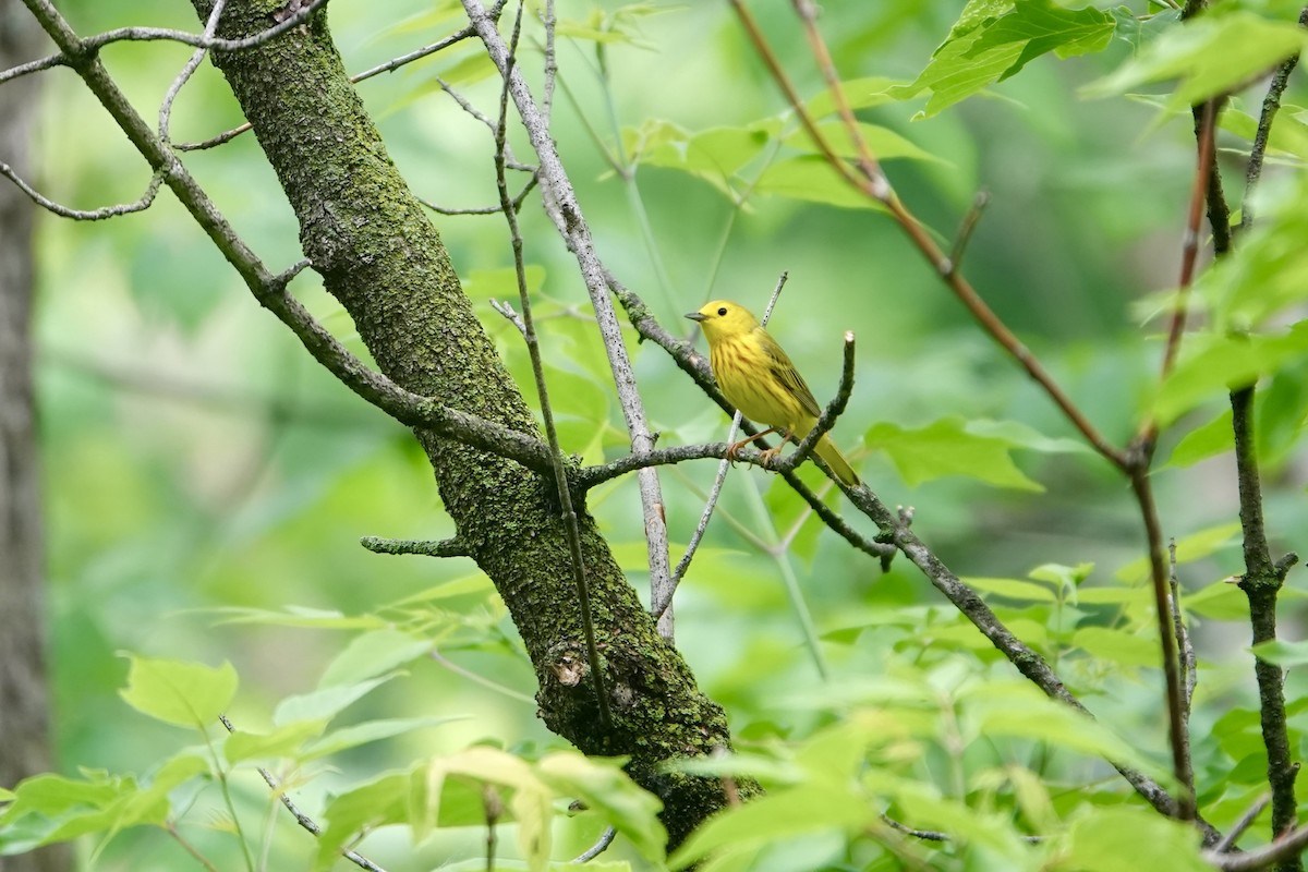 Yellow Warbler (Northern) - ML637130567