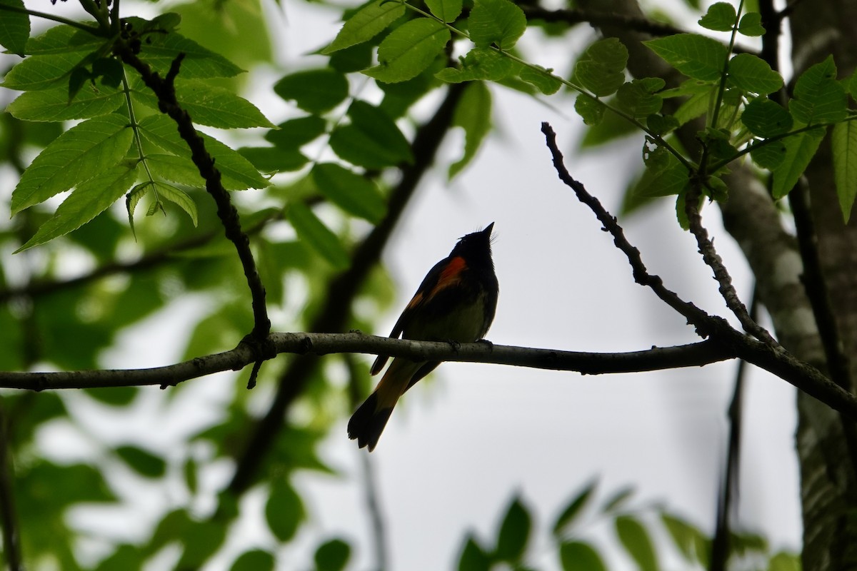 American Redstart - ML637130572