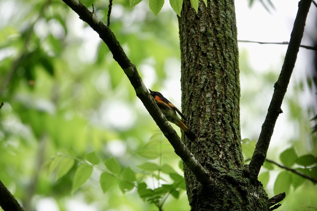 American Redstart - ML637130573