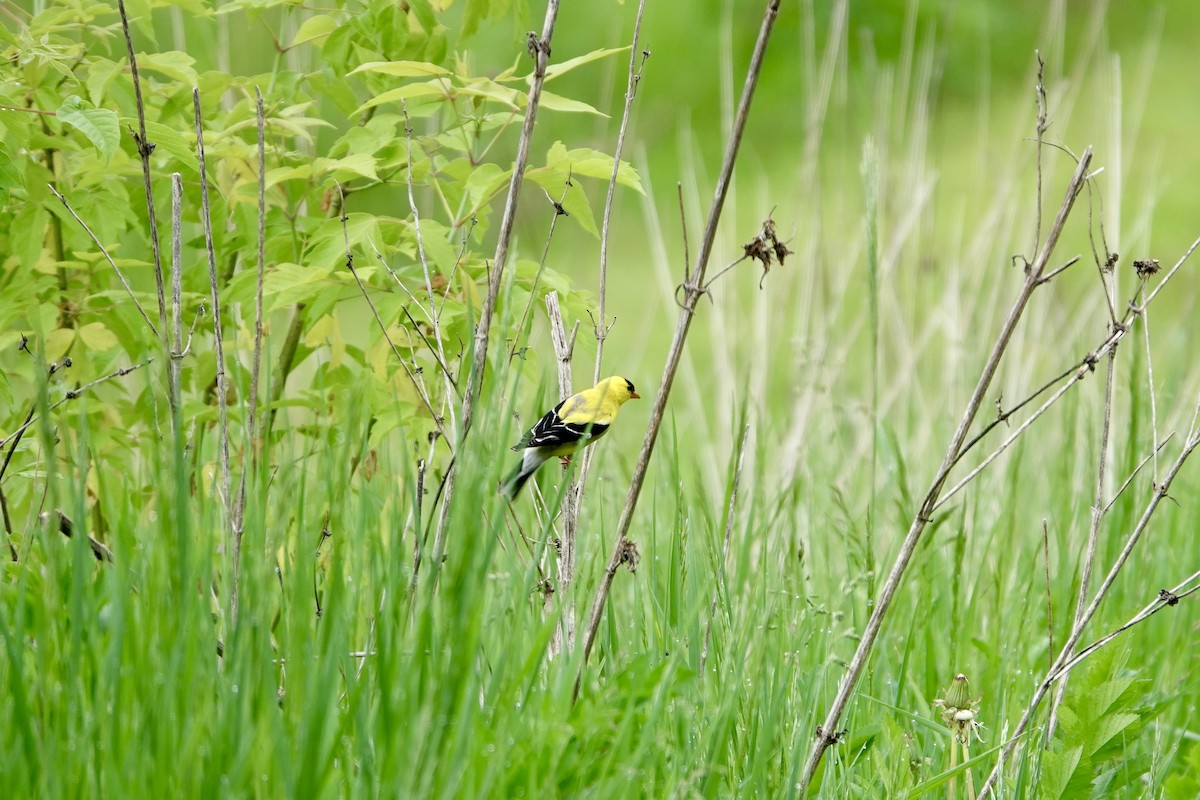 American Goldfinch - ML637130586