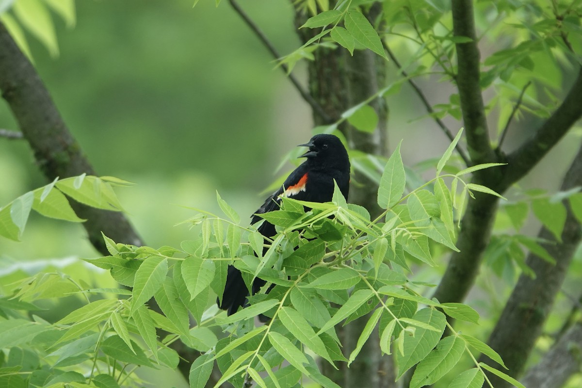Red-winged Blackbird - ML637130593