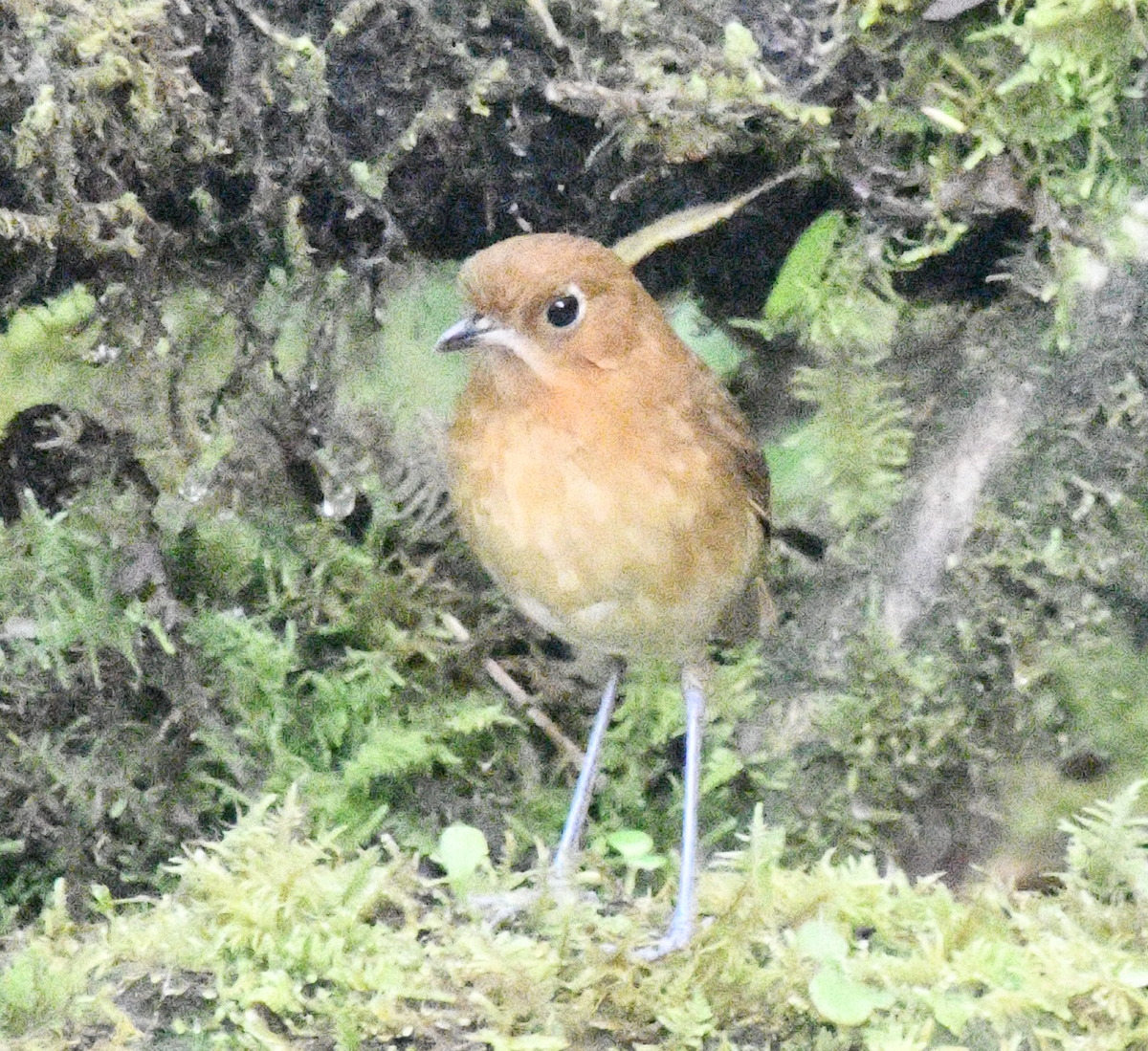 Muisca Antpitta - ML637130597