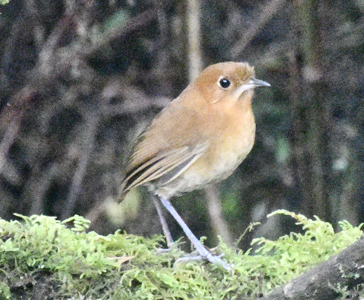 Muisca Antpitta - ML637130598
