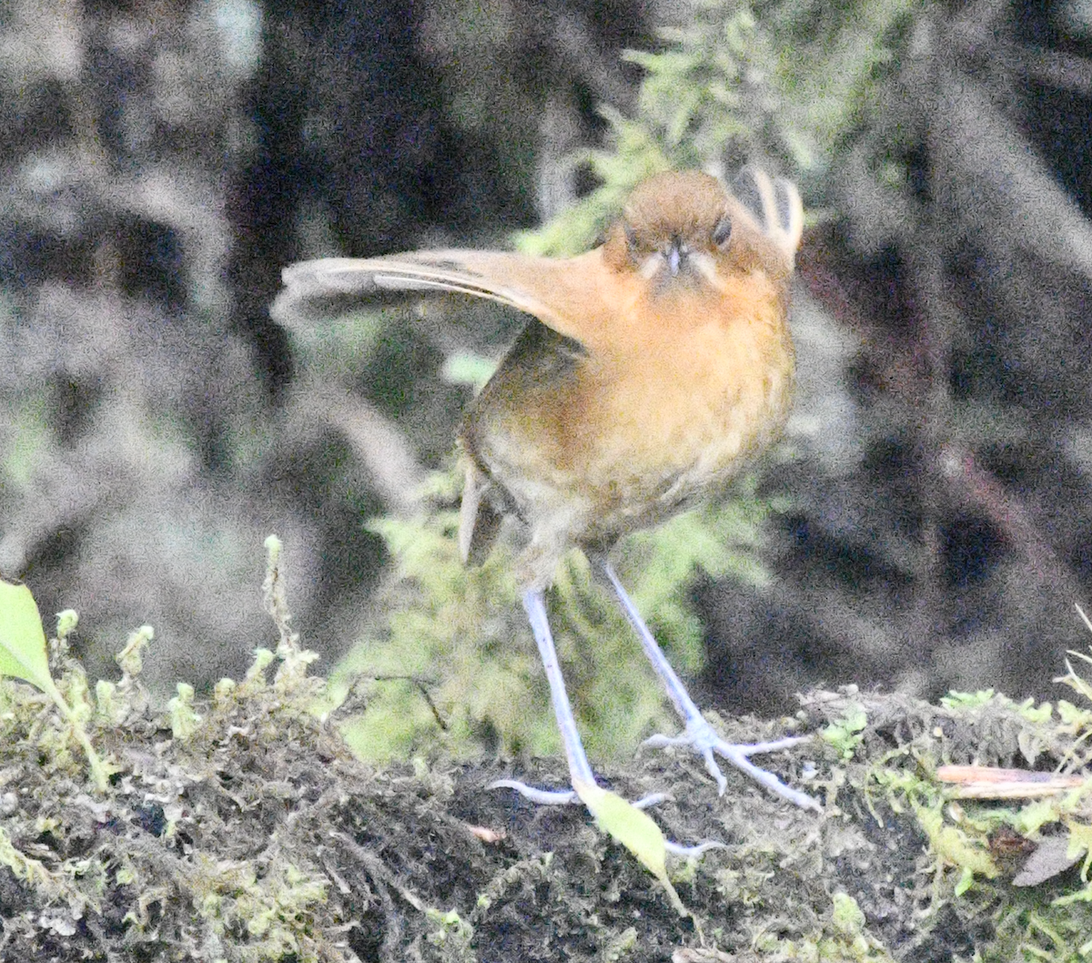 Muisca Antpitta - ML637130599