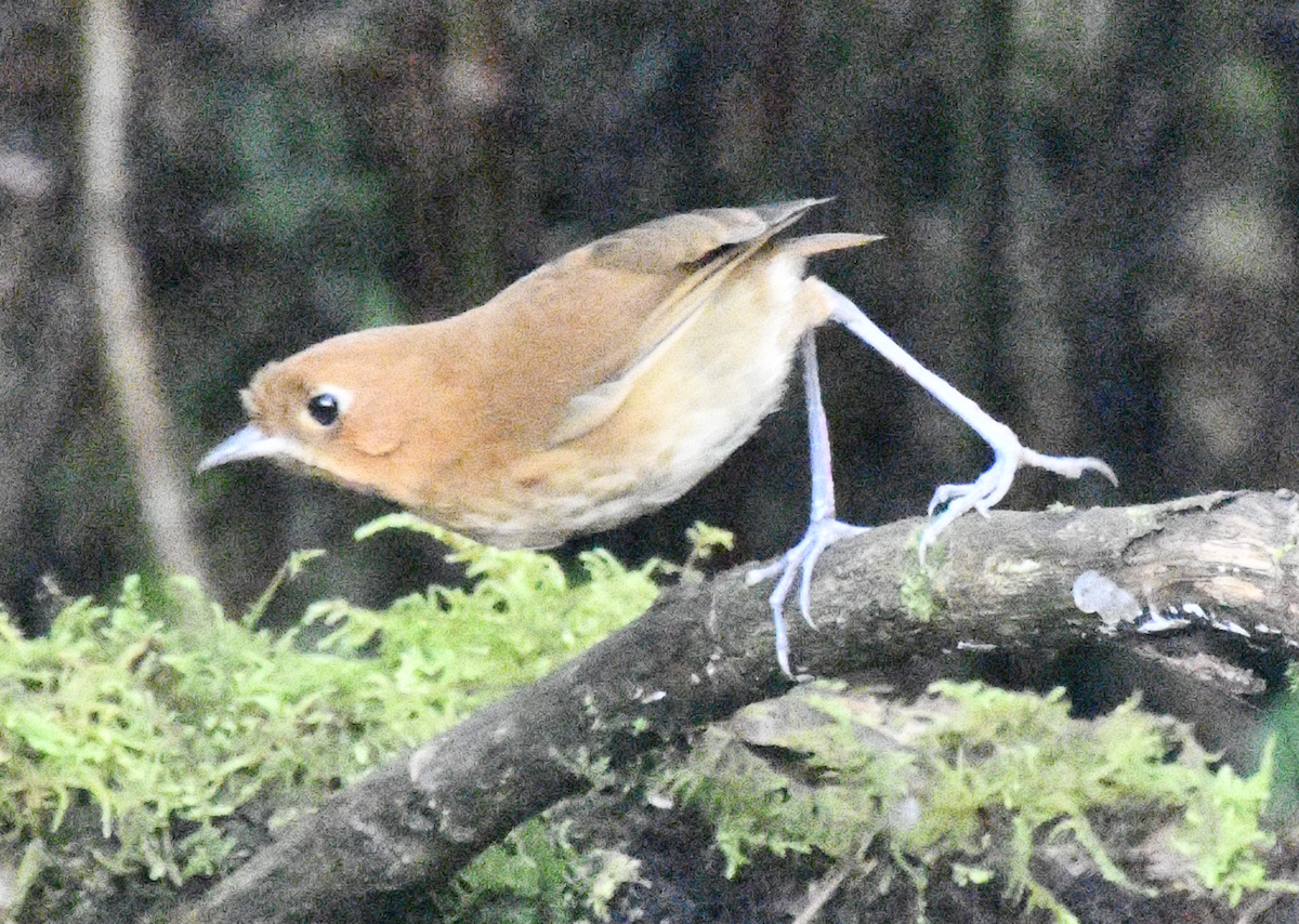 Muisca Antpitta - ML637130600