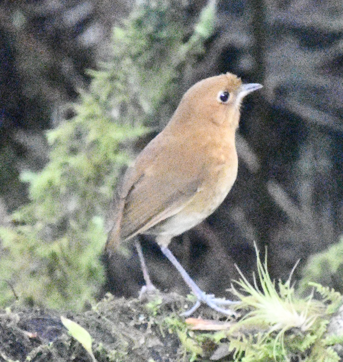 Muisca Antpitta - ML637130602